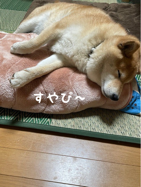 飢えた子猫に好きなだけ食べさせたらこうなった 辛そうな柴犬 柴犬どんぐり三毛猫たんぽぽ Powered By ライブドアブログ