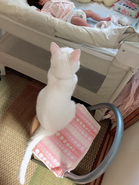 赤ちゃんが繊細な猫のストレスになっていないか心配していたが
