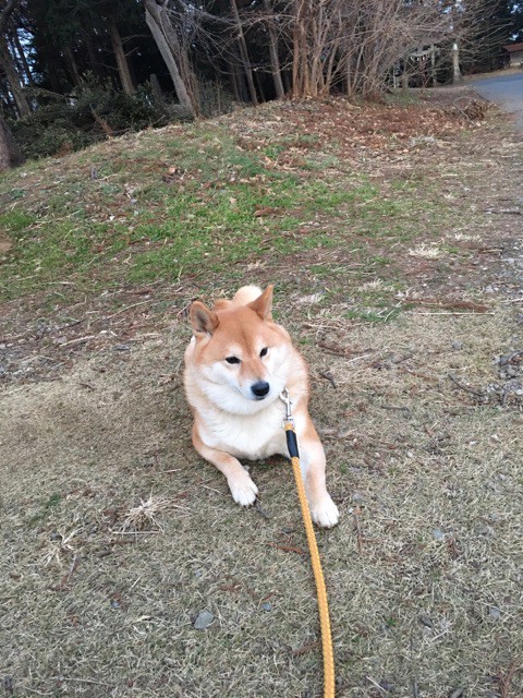 神社参拝するのが好きな柴犬の散歩ツアー : 柴犬どんぐり三毛猫