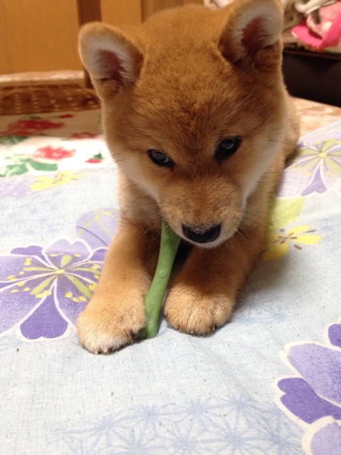 動画 柴犬の子犬に初めてりんごをあげてみた 柴犬どんぐり三毛猫たんぽぽ Powered By ライブドアブログ