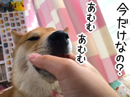 飼い主の指しゃぶりが大好きな柴犬と 変なクセ 柴犬どんぐり三毛猫たんぽぽ Powered By ライブドアブログ