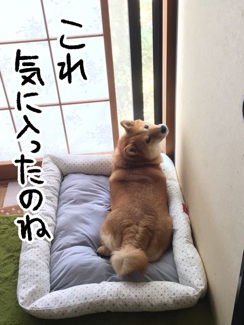 諦めないで 受け入れるまでに時間がかかる柴犬 柴犬どんぐり三毛猫たんぽぽ Powered By ライブドアブログ