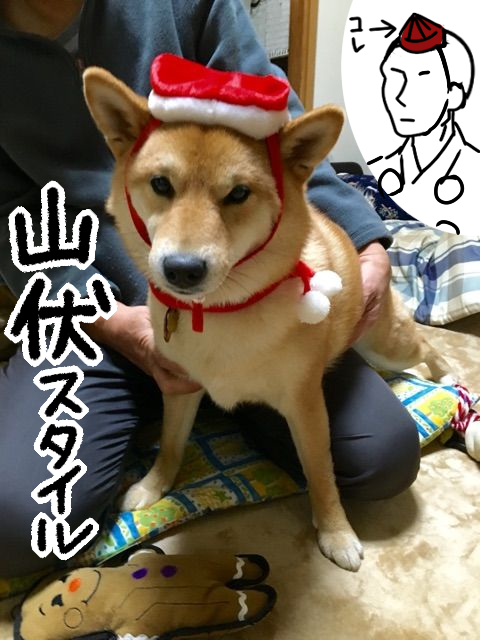 飼い主の思惑外れた柴犬のサンタコスプレ 柴犬どんぐり三毛猫たんぽぽ Powered By ライブドアブログ