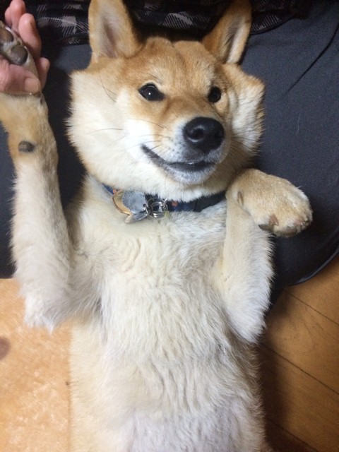 どうあがいても小汚くなってしまう柴犬 柴犬どんぐり三毛猫たんぽぽ Powered By ライブドアブログ