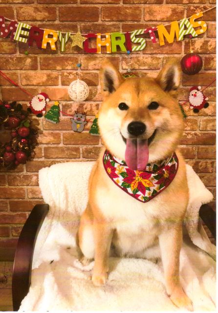 柴犬へのクリスマスプレゼントは 巨大なパン 柴犬どんぐり三毛猫たんぽぽ Powered By ライブドアブログ