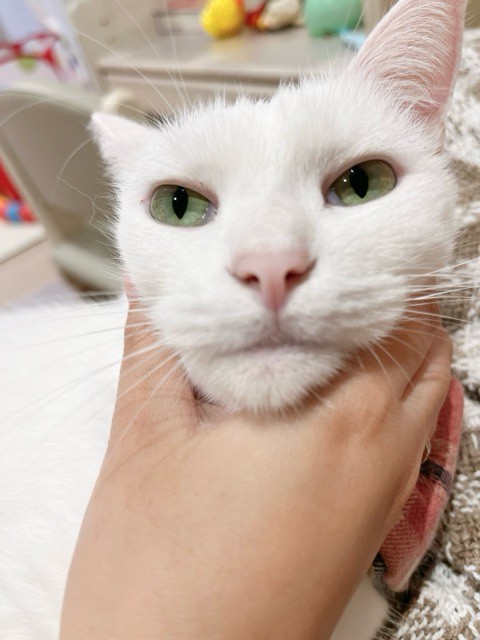 推定4歳になったねっとり系白猫 : 柴犬どんぐり三毛猫たんぽぽ