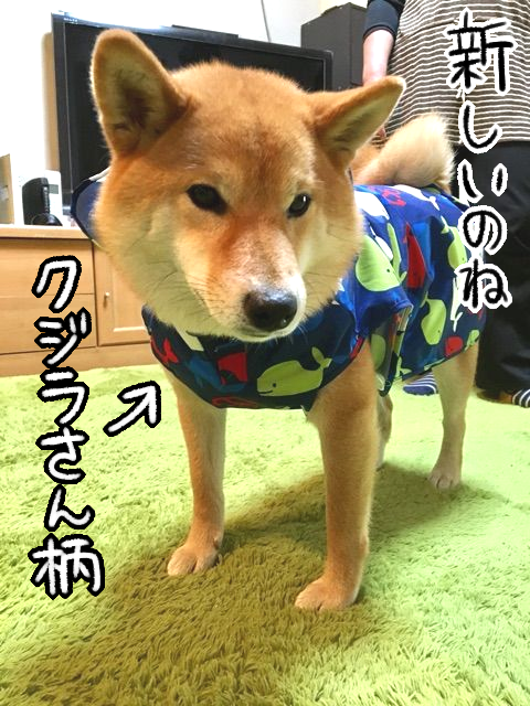 新しいカッパを買っても 巻きしっぽの有効活用 柴犬どんぐり三毛猫たんぽぽ Powered By ライブドアブログ