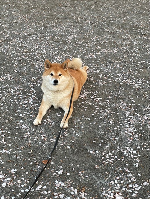柴犬の散歩で発見！意外と身近に桜満開のスポットはある : 柴犬