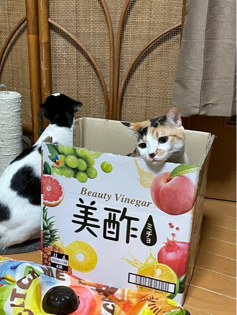 かつては奪われたが、今は奪う側の子猫の迫力 : 柴犬どんぐり三毛猫