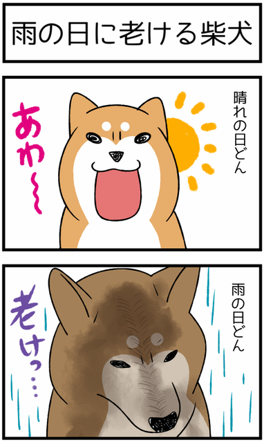 犬は雨の日に急に老ける現象 : 柴犬どんぐり三毛猫たんぽぽ Powered by