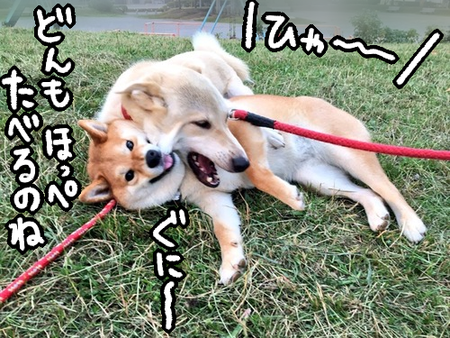 どんぐりの生きがい、犬同士の過激な遊びと初めての友達 : 柴犬