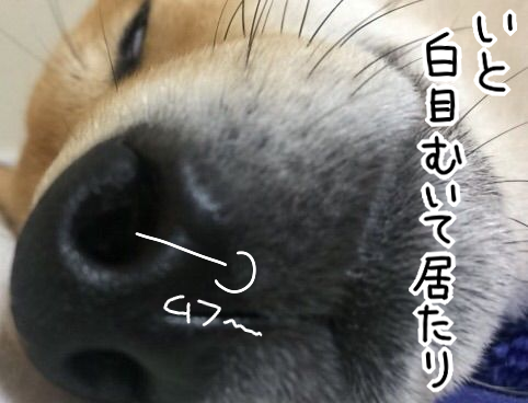 犬が白目を剥いて眠る寝顔っていいよね 追記あり 柴犬どんぐり三毛猫たんぽぽ Powered By ライブドアブログ