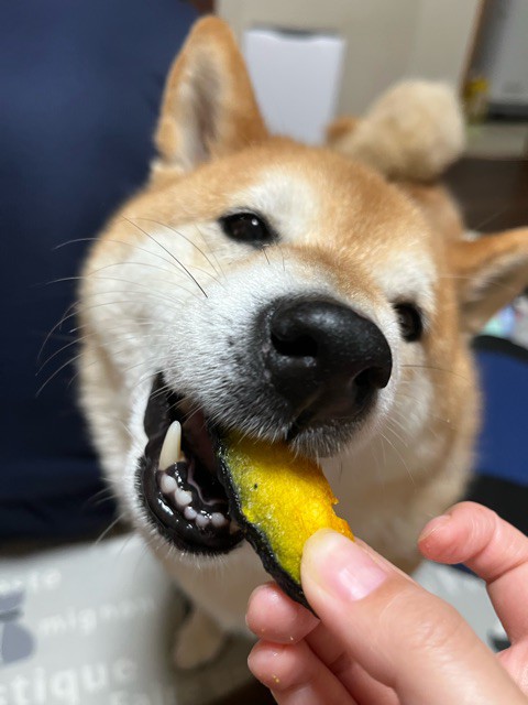 犬はけっこう芋、栗、かぼちゃが大好き : 柴犬どんぐり三毛猫たんぽぽ