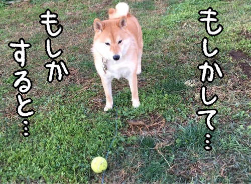 最近のダイジェスト ある事実に気が付いた柴犬 柴犬どんぐり三毛猫たんぽぽ Powered By ライブドアブログ