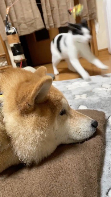 穏やかに寝ている柴犬の真横を駆け抜けていく影 : 柴犬どんぐり三毛猫