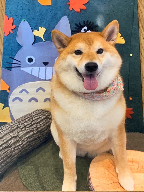期間限定 焼きたてのパンのようになったお嬢柴 柴犬どんぐり三毛猫たんぽぽ Powered By ライブドアブログ