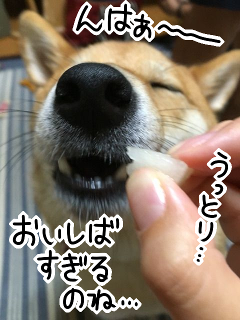 秋の味覚 梨が美味しすぎて無我 とろける柴犬 柴犬どんぐり三毛猫たんぽぽ Powered By ライブドアブログ