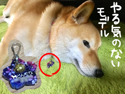 和柄で透明感のある桜の形！新しい迷子札を買ったよ : 柴犬どんぐり三