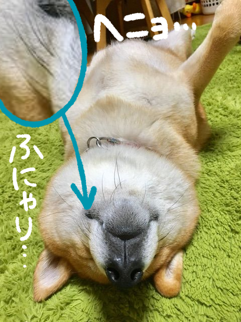 今明かされる 柴犬 ヒゲの怪 柴犬どんぐり三毛猫たんぽぽ Powered By ライブドアブログ