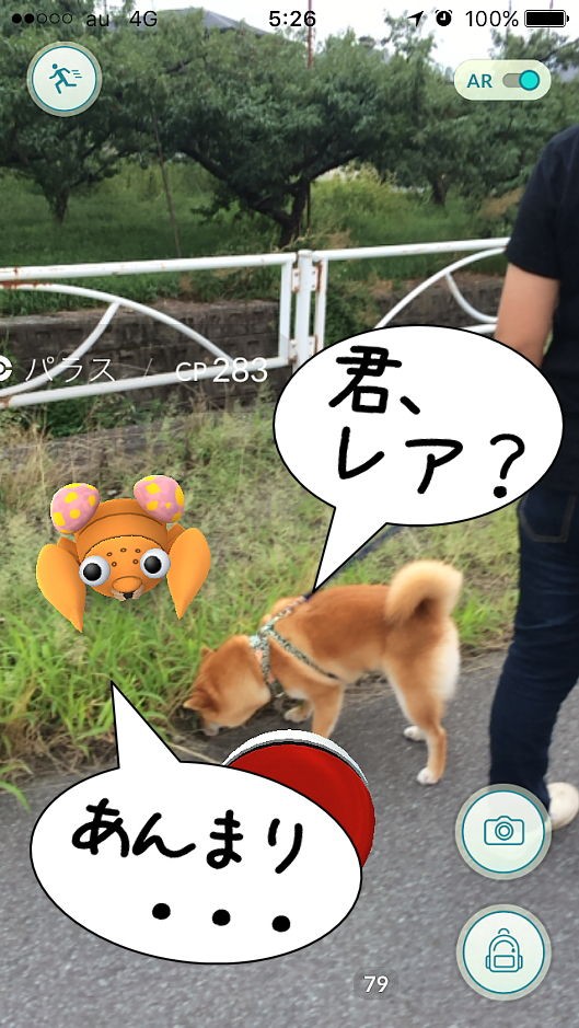 しばけんgo 柴犬翻弄記