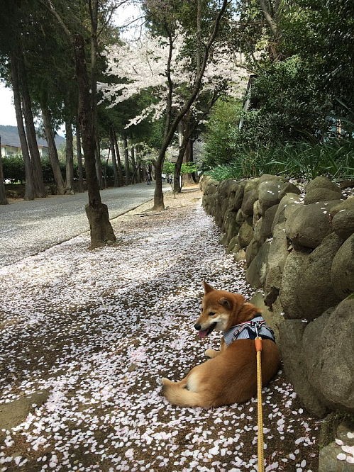 恵林寺の桜と父の成長 柴犬翻弄記