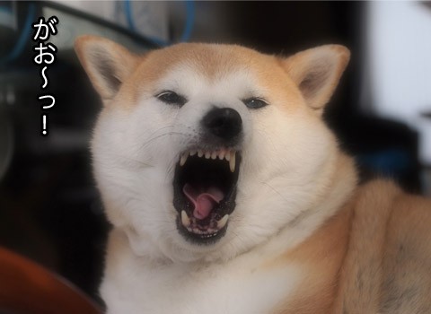 ムキッ歯犬の歯磨きタイムで す 湘南凸凹柴wan日記 Powered By ライブドアブログ