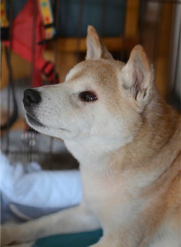 衝撃 ノーリード犬が突進してきた 湘南凸凹柴wan日記 Powered By ライブドアブログ