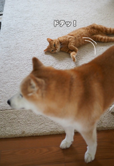 猫柴です。 自分と同じ空気感の仔猫が気になってしかたない柴犬♥ - YouTube