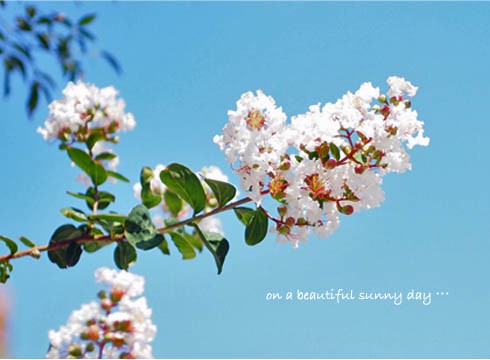 衝撃 ノーリード犬が突進してきた 湘南凸凹柴wan日記 Powered By ライブドアブログ
