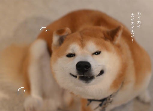 半笑い顔 湘南凸凹柴wan日記 Powered By ライブドアブログ 半笑い顔 湘南凸凹柴wan日記 Powered By ライブドアブログ