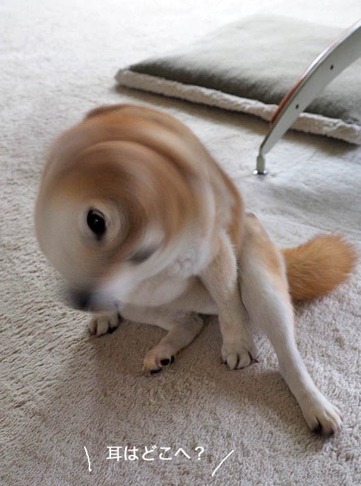 本当は凄い 犬のブルブル 湘南凸凹柴wan日記 Powered By ライブドアブログ