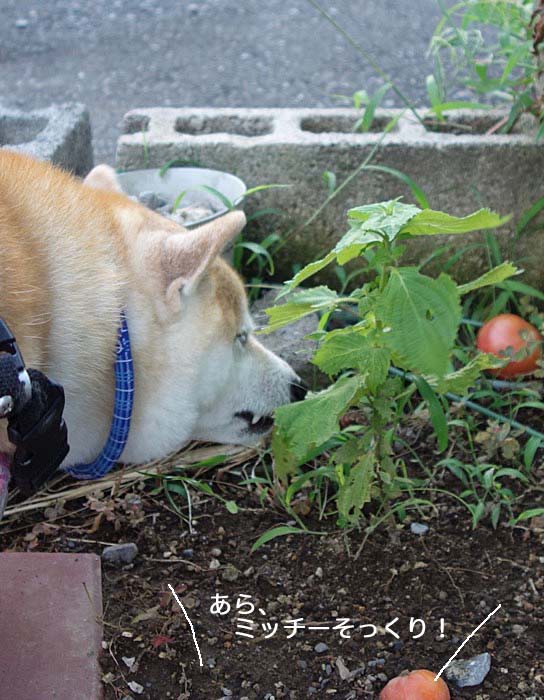 あん シソを食べる犬になる 湘南凸凹柴wan日記 Powered By ライブドアブログ