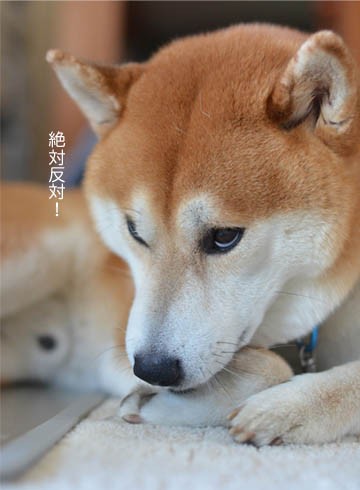 衝撃 ノーリード犬が突進してきた 湘南凸凹柴wan日記 Powered By ライブドアブログ