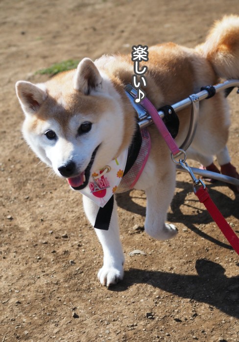 散歩嫌いの犬には見えないんだけどなぁ 湘南凸凹柴wan日記 Powered By ライブドアブログ