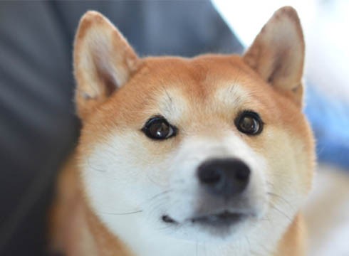 衝撃 ノーリード犬が突進してきた 湘南凸凹柴wan日記 Powered By ライブドアブログ