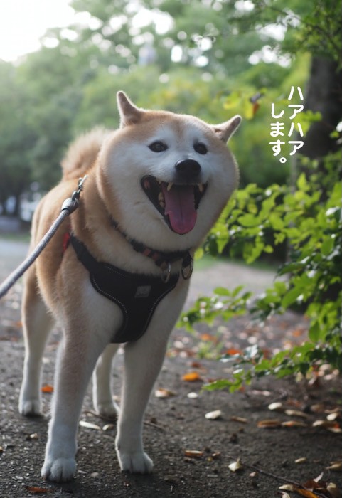 涼しいけどハアハア 湘南凸凹柴wan日記 Powered By ライブドアブログ