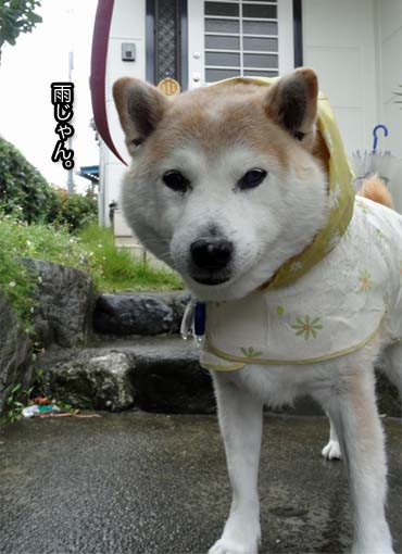 雨の日の 散歩嫌いの犬 湘南凸凹柴wan日記 Powered By ライブドアブログ