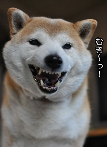 ムキッ歯犬の歯磨きタイムで す 湘南凸凹柴wan日記 Powered By ライブドアブログ