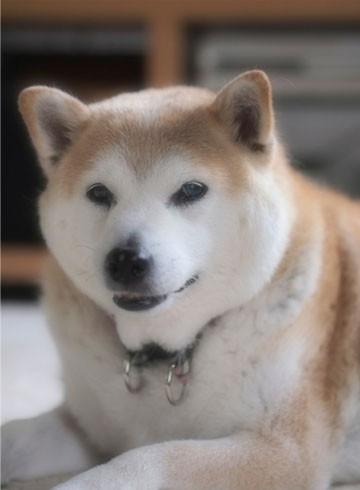 衝撃 ノーリード犬が突進してきた 湘南凸凹柴wan日記 Powered By ライブドアブログ