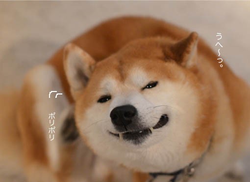 半笑い顔 湘南凸凹柴wan日記 Powered By ライブドアブログ