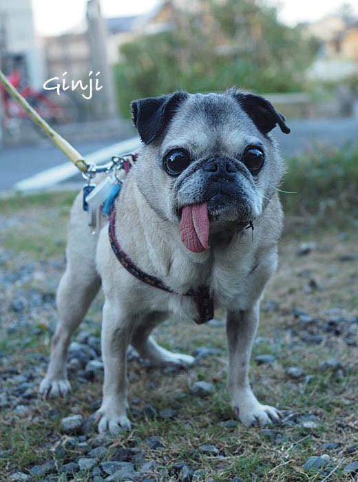 寂しいお別れ 銀ちゃん さようなら 湘南凸凹柴wan日記 Powered By ライブドアブログ