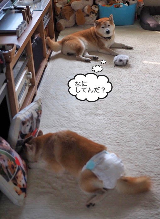 反省 反省 湘南凸凹柴wan日記 Powered By ライブドアブログ