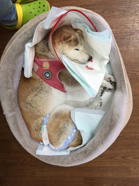 ミッチー 最期の様子 湘南凸凹柴wan日記 Powered By ライブドアブログ