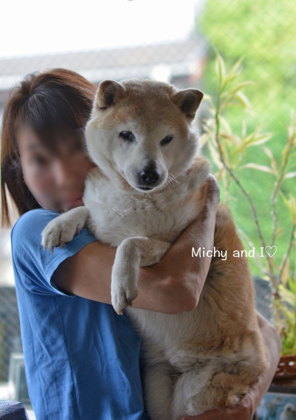 うるっとしちゃう柴犬のcm 湘南凸凹柴wan日記 Powered By ライブドアブログ