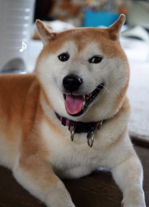 激ムズなのでクイズにしません 笑 湘南凸凹柴wan日記 Powered By ライブドアブログ