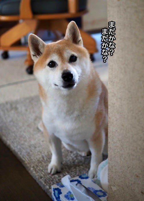 大好き ヨーグルト水 湘南凸凹柴wan日記 Powered By ライブドアブログ