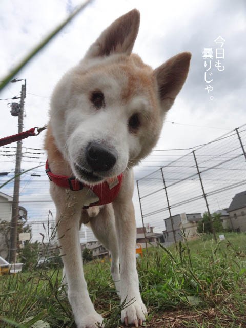 愛犬に 老い を感じる時 湘南凸凹柴wan日記 Powered By ライブドアブログ