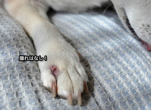 犯人はコイツでした エリカラ生活やっと終了で す 湘南凸凹柴wan日記 Powered By ライブドアブログ