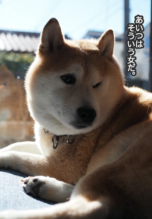 あざとい女 犬ですが 湘南凸凹柴wan日記 Powered By ライブドアブログ