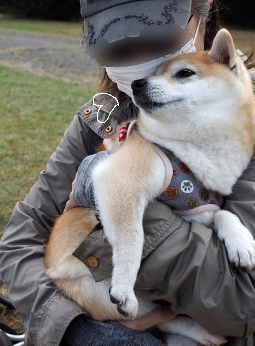 サンサンマルシェはハートにあふれていました 湘南凸凹柴wan日記 Powered By ライブドアブログ